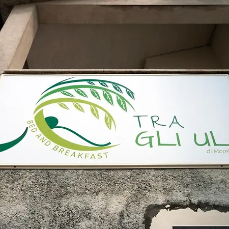 Tra Gli Ulivi Nocleg ze śniadaniem